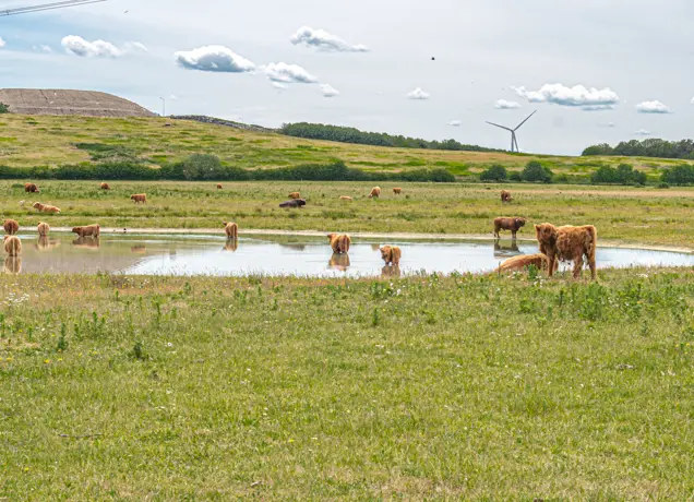 Natuurgebied Huis ter Heide in De Moer 2