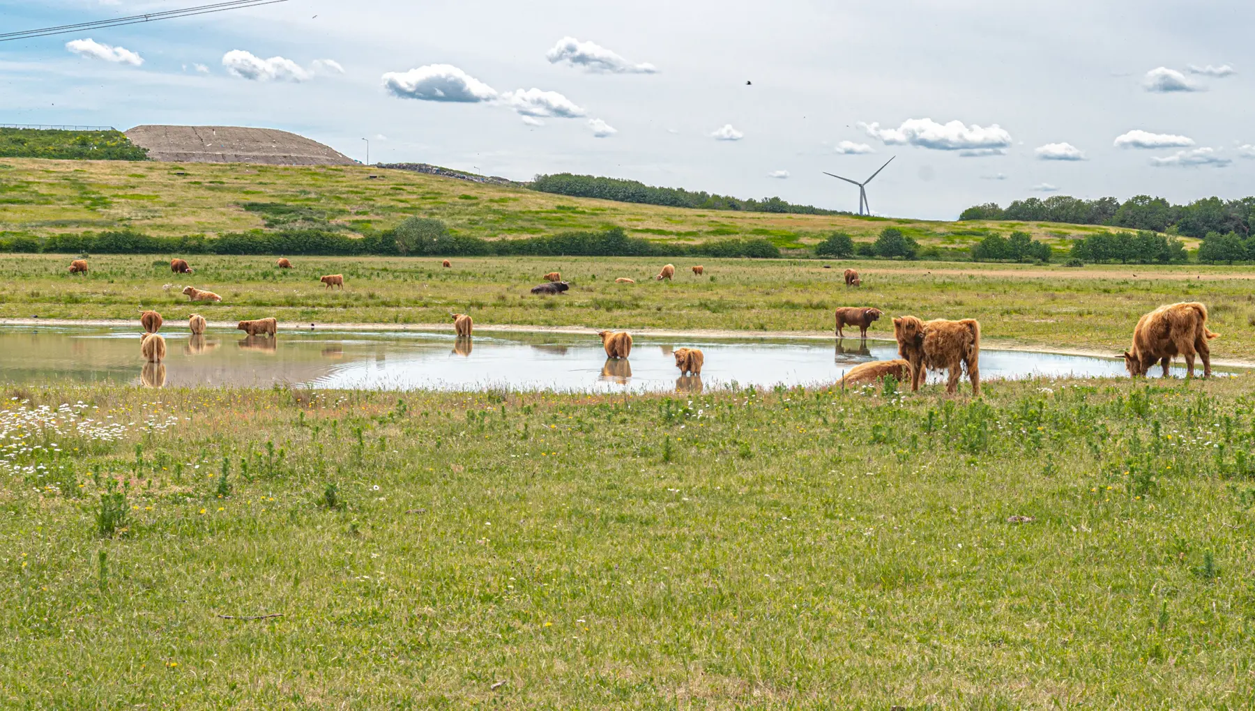 Natuurgebied Huis ter Heide in De Moer 2