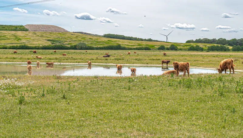 Natuurgebied Huis ter Heide in De Moer 2