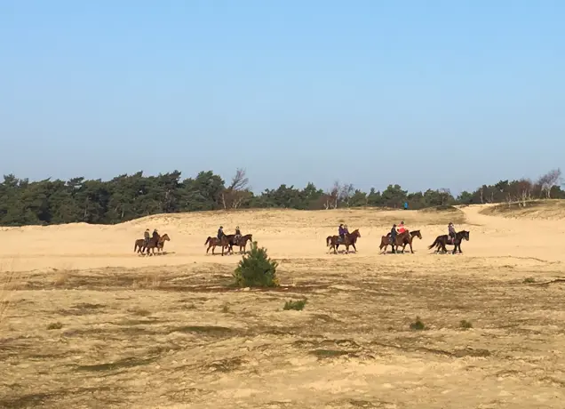 De-Loonse-en-Drunense-Duinen-paarden.jpg