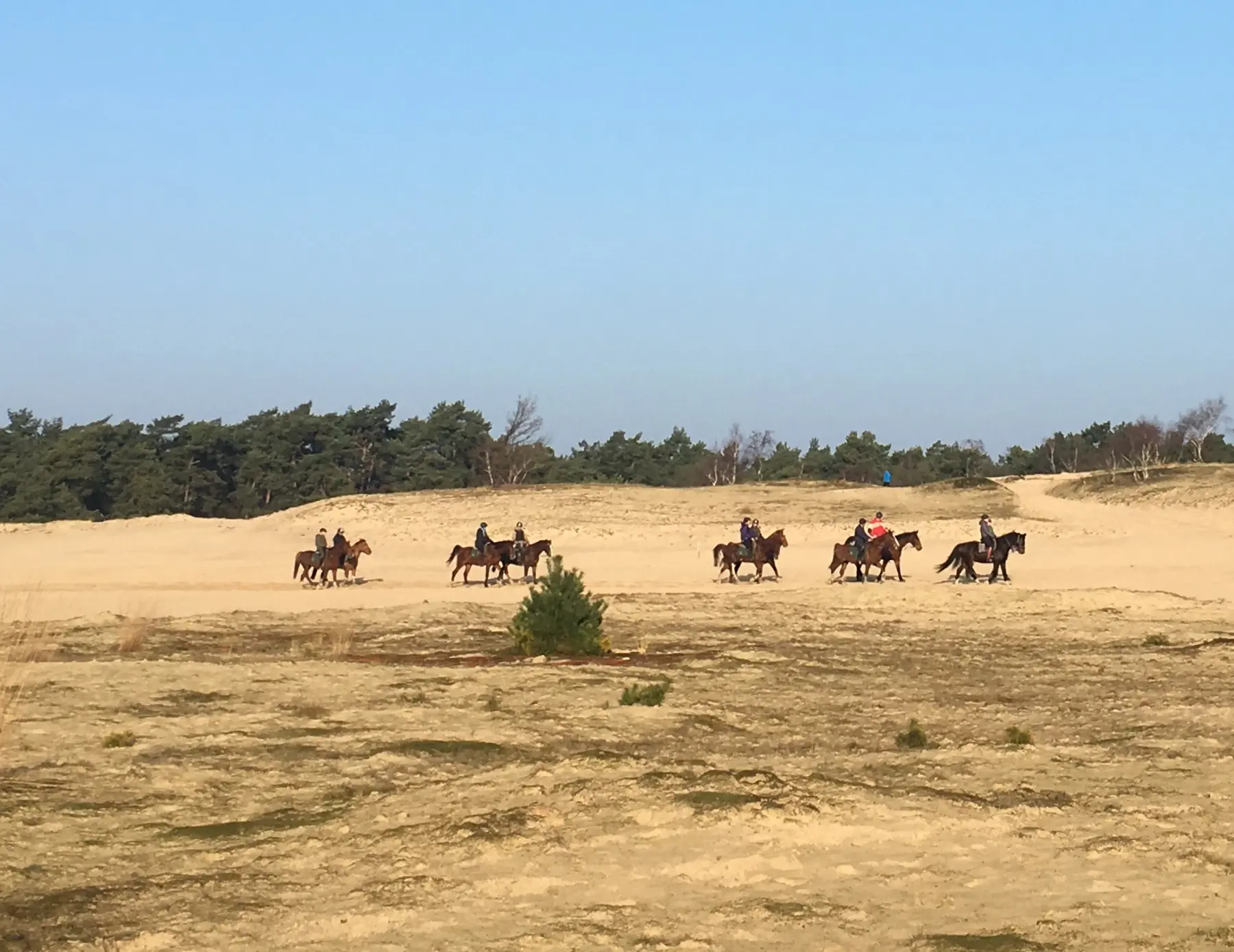 De-Loonse-en-Drunense-Duinen-paarden.jpg