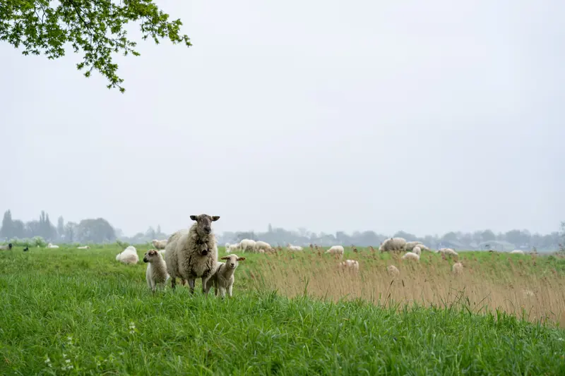 lente in heusden met schaapjes.jpg