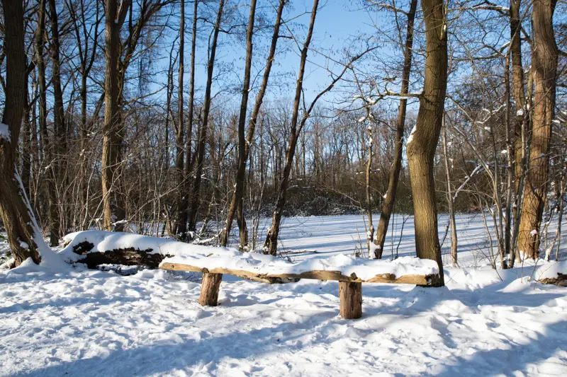 winter in het bos.jpg