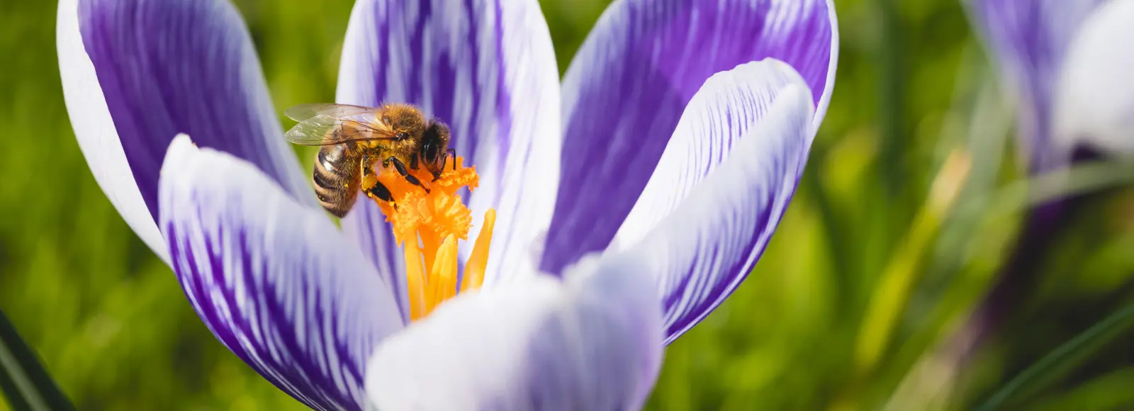 Voorjaar, bloemen en bij 2