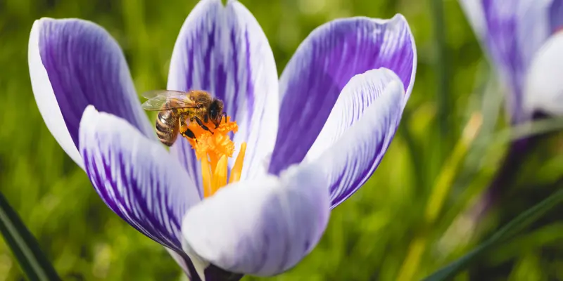Voorjaar, bloemen en bij 2