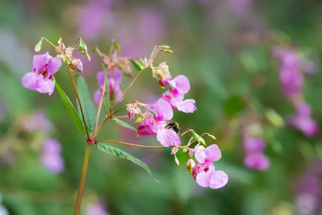 Header blog pluktuin.jpg