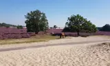 Pag. 02  en 03 Foto Loonse Drunense Duinen en heide.jpg