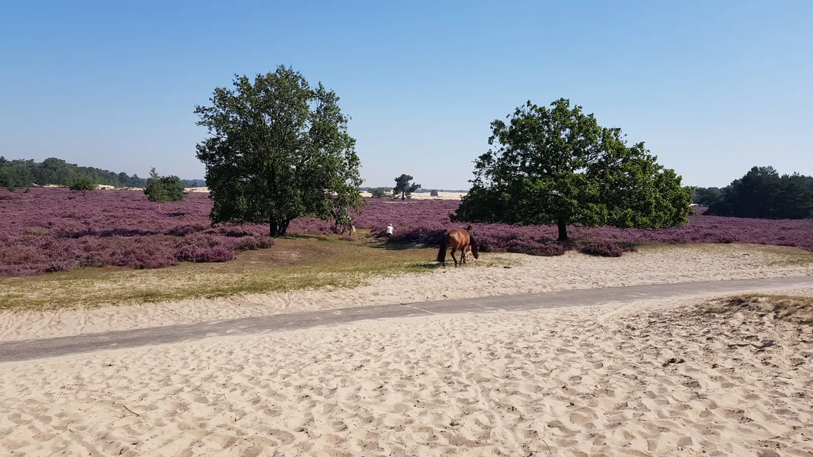 Pag. 02  en 03 Foto Loonse Drunense Duinen en heide.jpg
