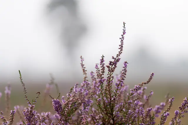 Paarse heide Loonse en Drunense Duinen 5
