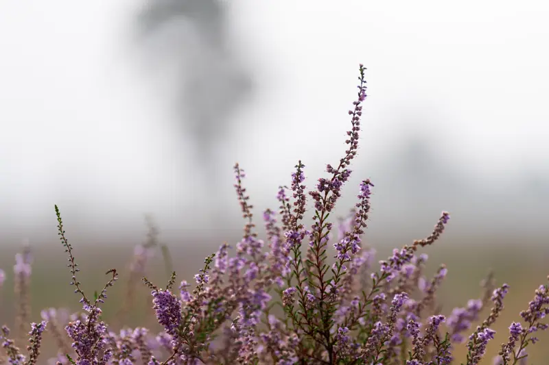 Paarse heide Loonse en Drunense Duinen 5