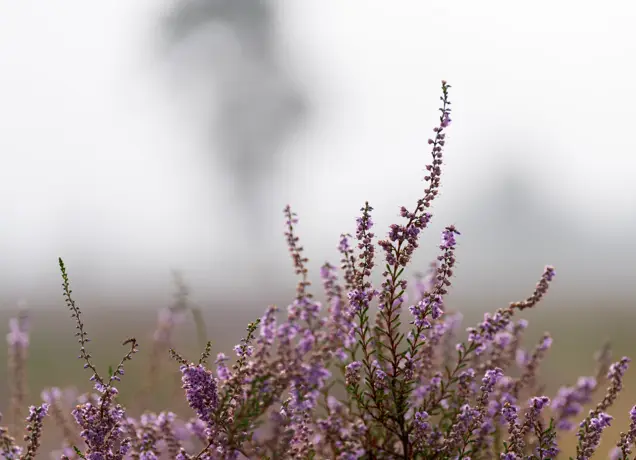 Paarse heide Loonse en Drunense Duinen 5