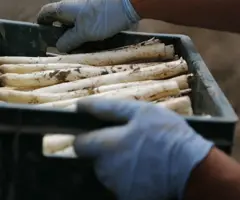 Aspergekwekerij Musters