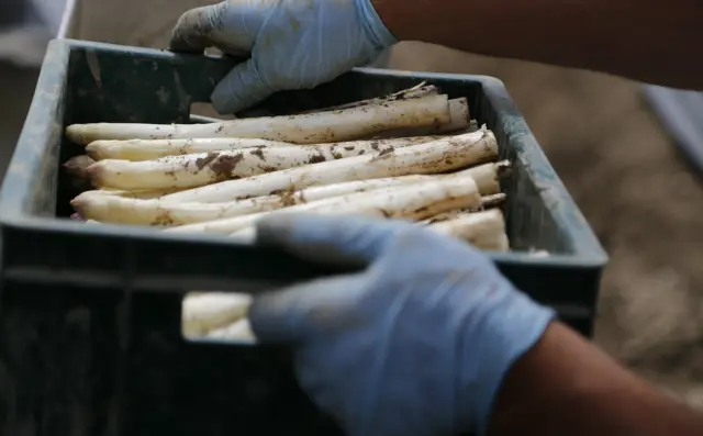 Aspergekwekerij Musters