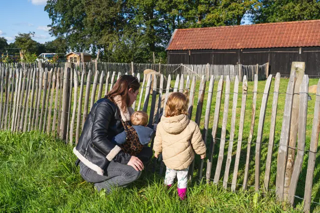 't Blauwe Schaap - gezin bij schapen