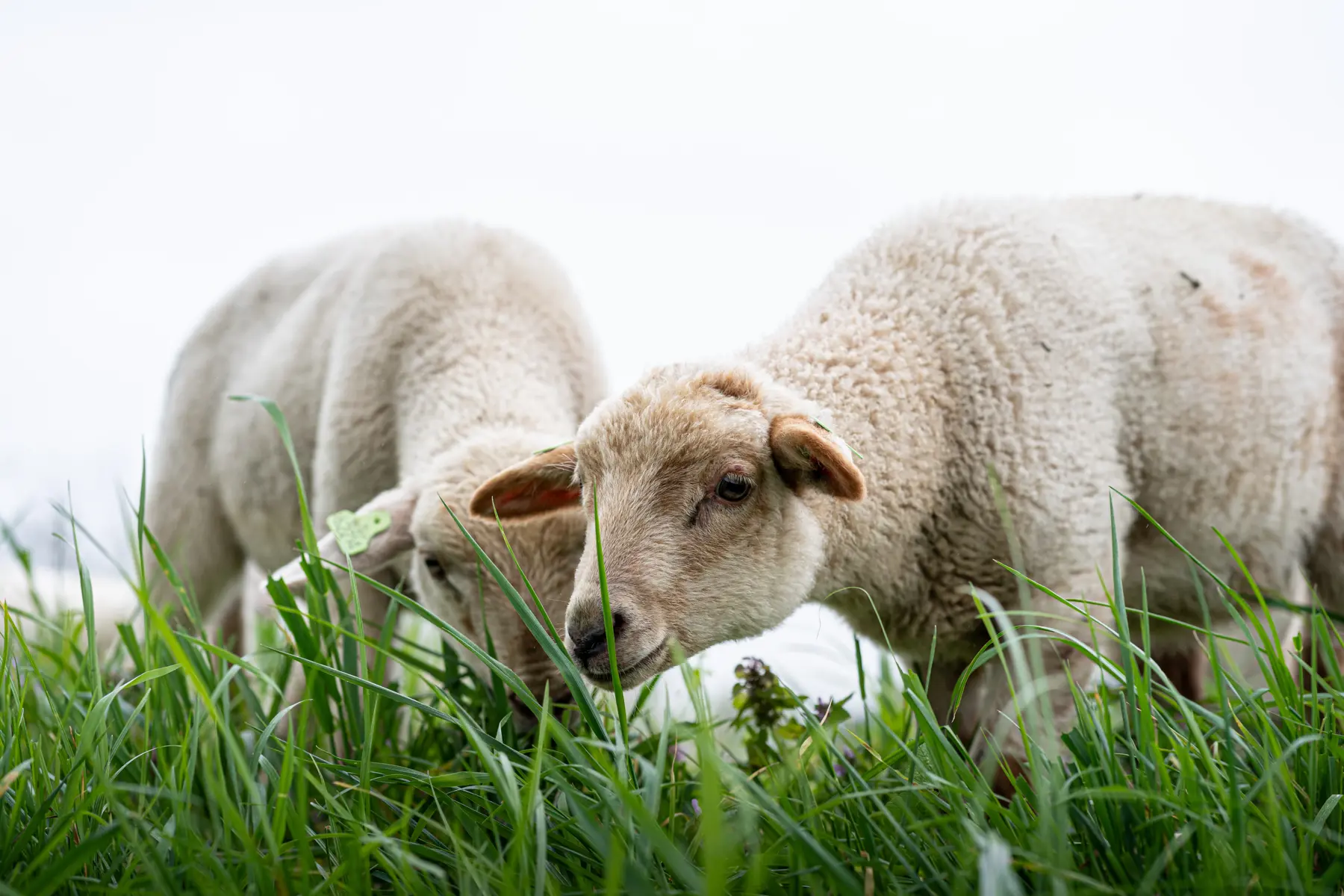 Schapen
