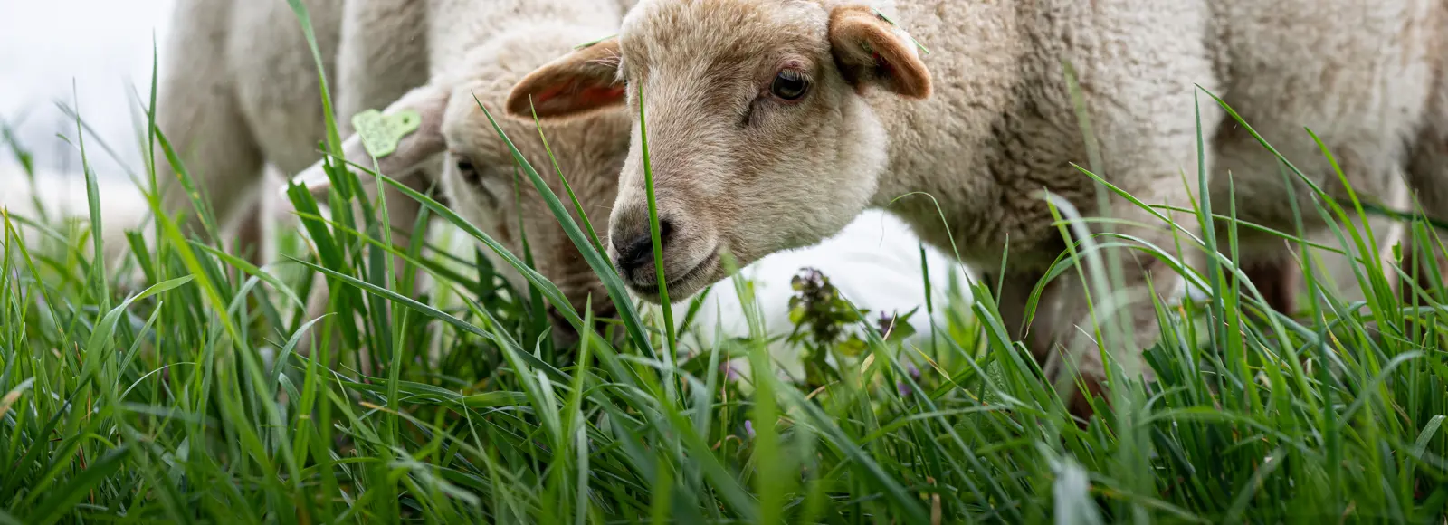 Schapen