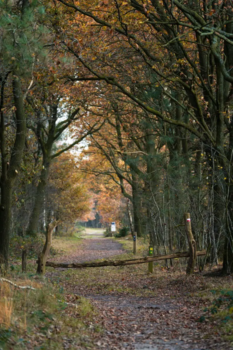 bospad in de herfst.jpg