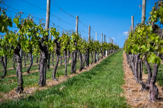 wijngaarden bij domein buitendijks.jpg