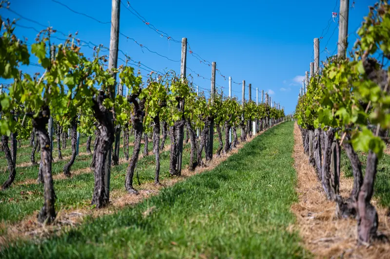 wijngaarden bij domein buitendijks.jpg