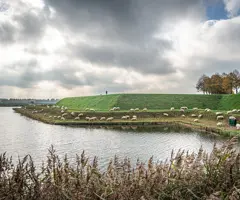 Vestingwallen met schapen Heusden vesting