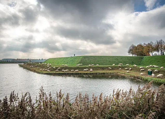 Vestingwallen met schapen Heusden vesting