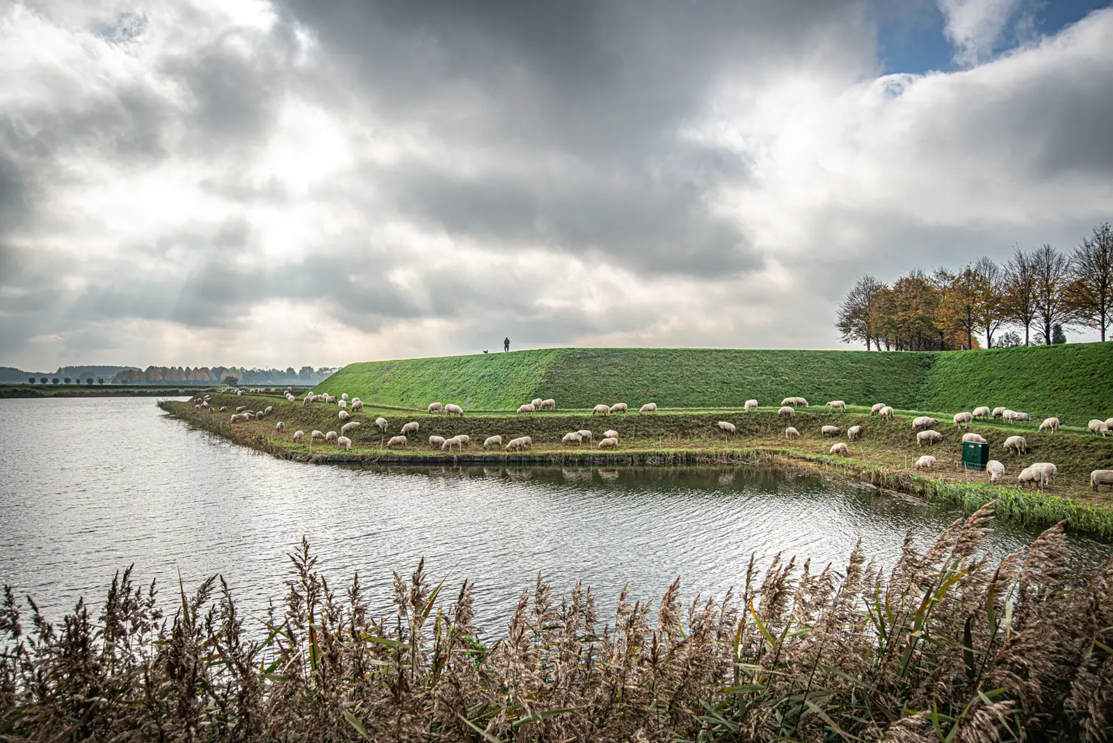 Vestingwallen met schapen Heusden vesting