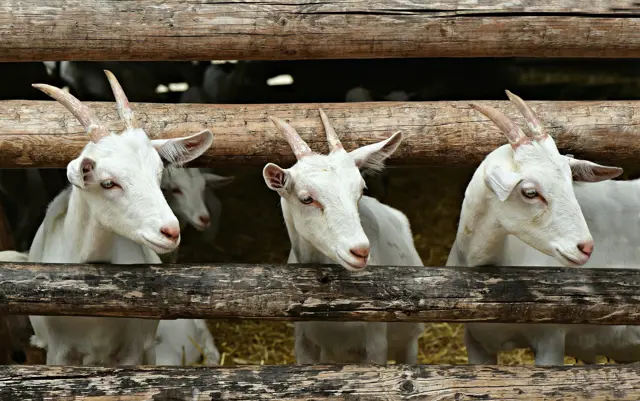 Dorpsboerderij Waspik