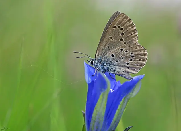 gentiaanblauwtje-520192510_1862143695.jpeg