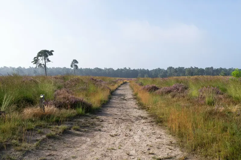wandelen bij loonse en drunense duinen lente.jpg