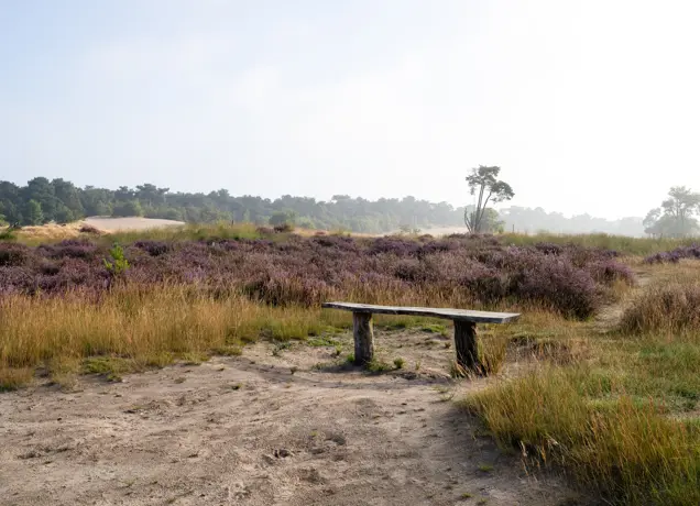 Paarse heide, Loonse en Drunense Duinen