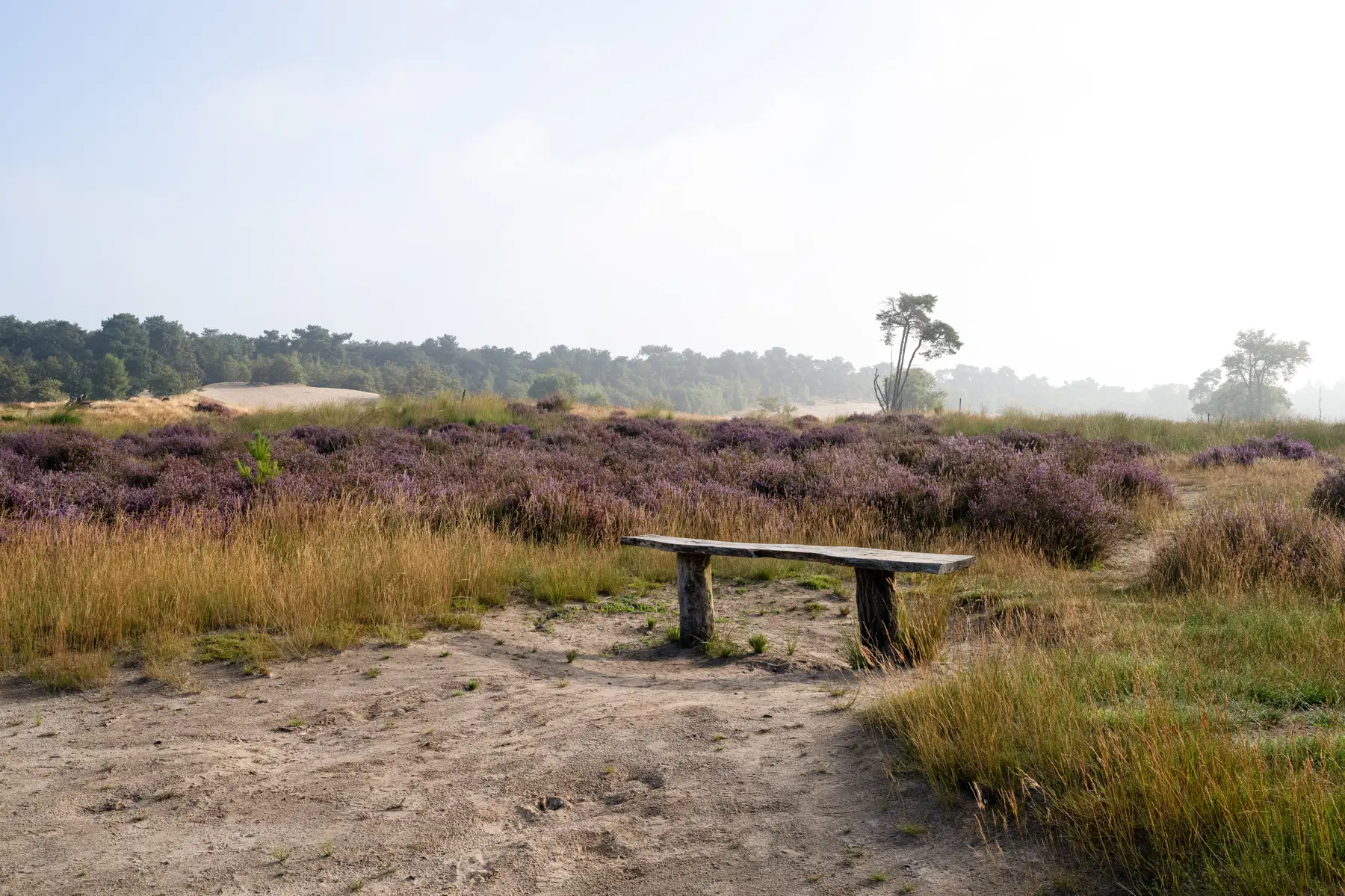 Paarse heide, Loonse en Drunense Duinen