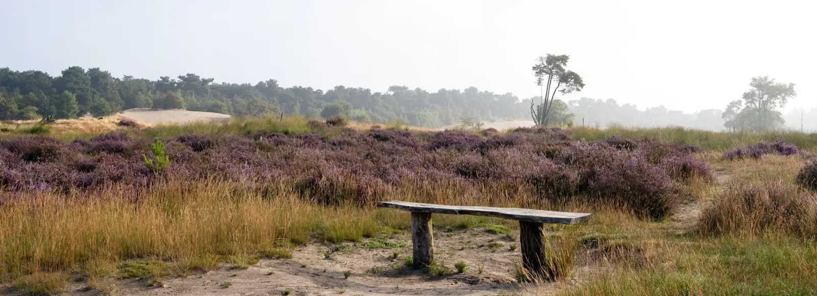 Paarse heide, Loonse en Drunense Duinen