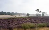 Paarse heide Loonse en Drunense Duinen 3