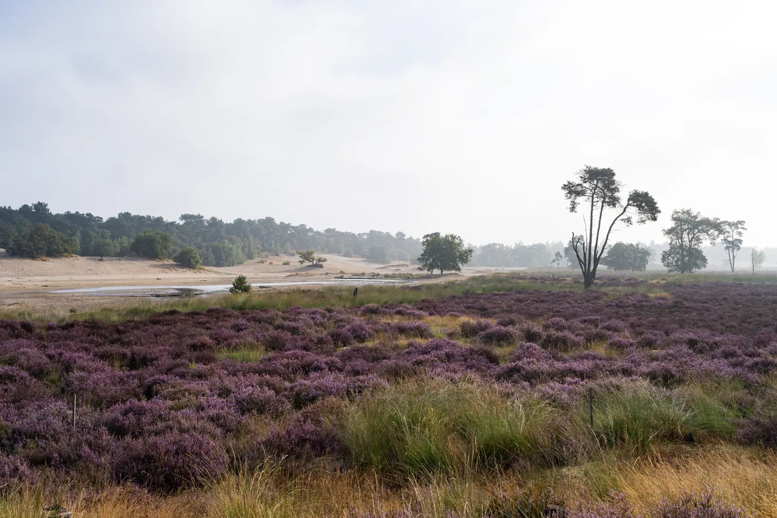 Paarse heide Loonse en Drunense Duinen 3