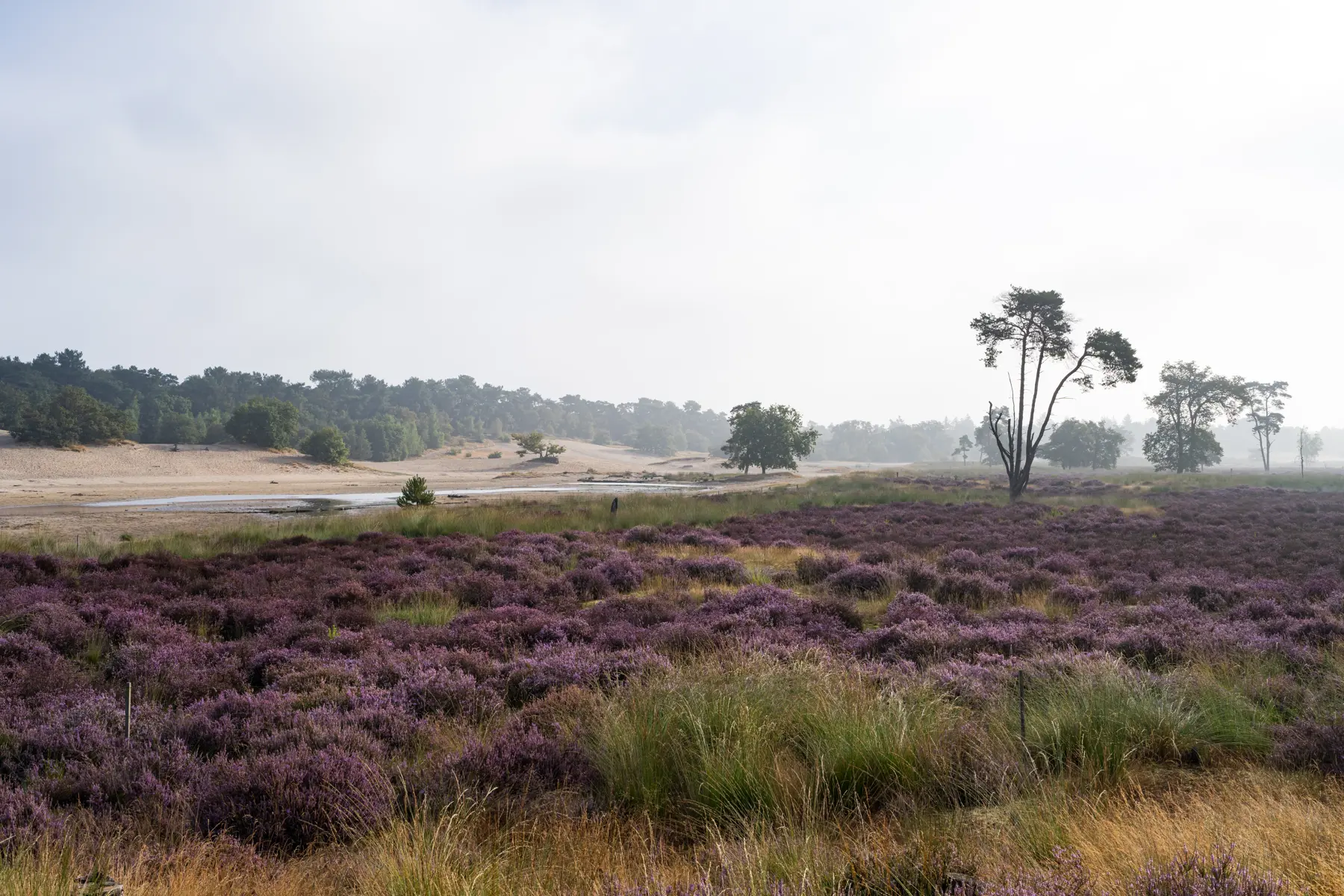 Paarse heide Loonse en Drunense Duinen 3