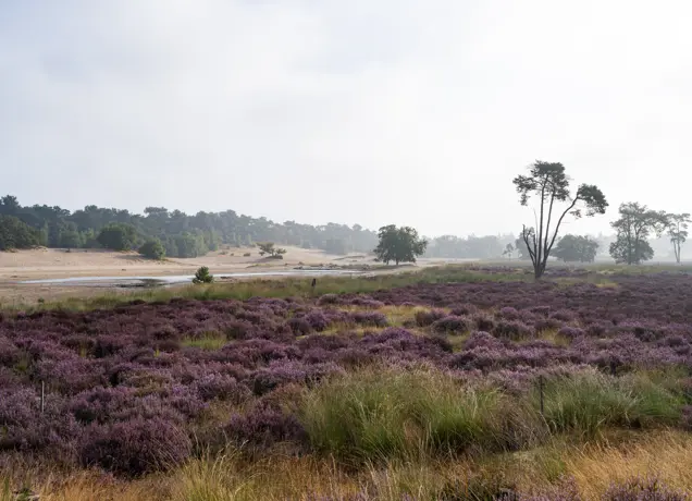 Paarse heide Loonse en Drunense Duinen 3