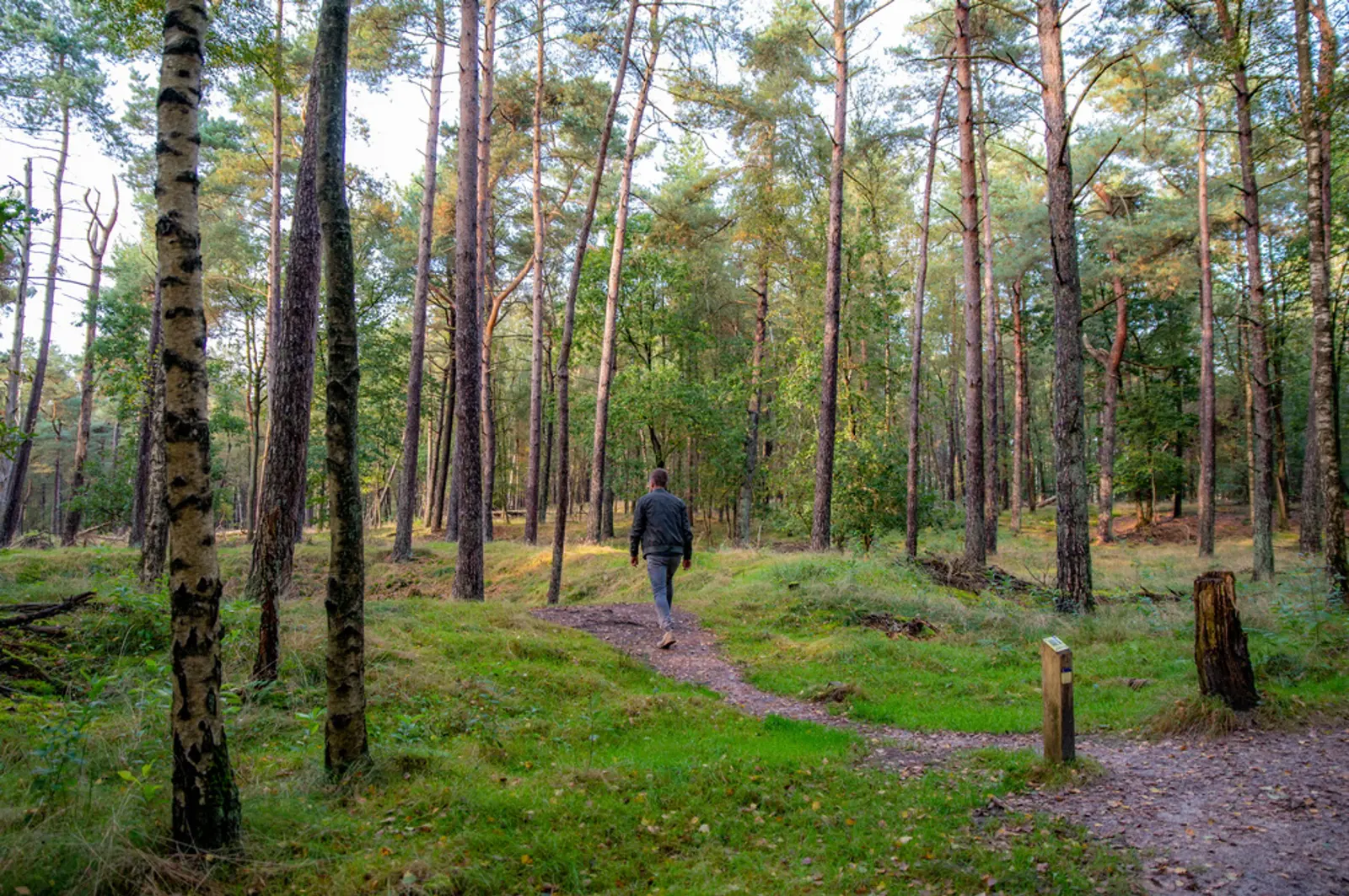wandelen in het bos.jpg