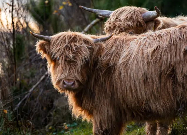 Schotse Hooglanders