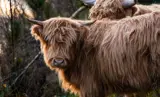 Schotse Hooglanders
