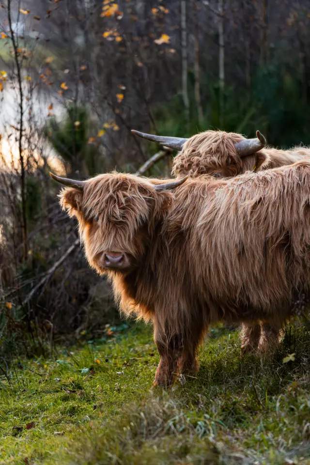 Schotse Hooglanders