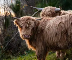 Schotse Hooglanders