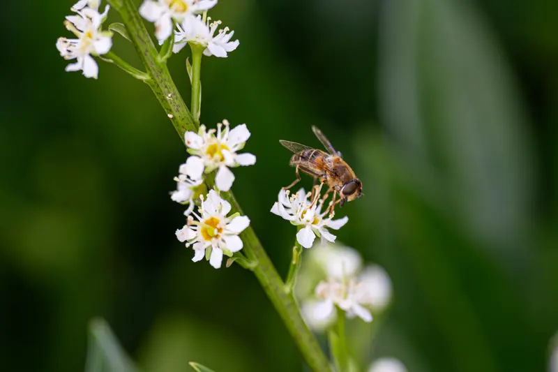 Voorjaar, bloemen en bij