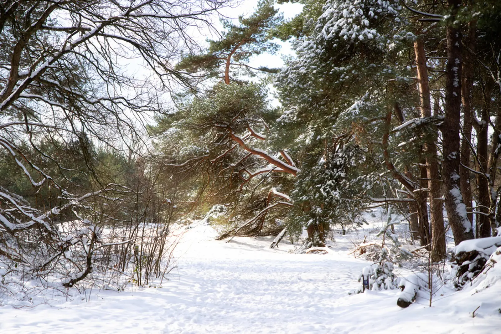 winter wonderland loons en drunense duinen.jpg