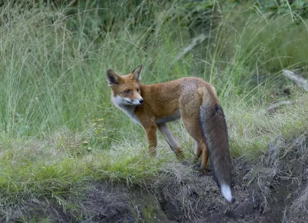 vulpes-vulpes-2-vos-saxifraga-jan-nijendijk-199516114_3947571719.jpeg