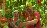 Natuurlijk Henriette / Tomaat