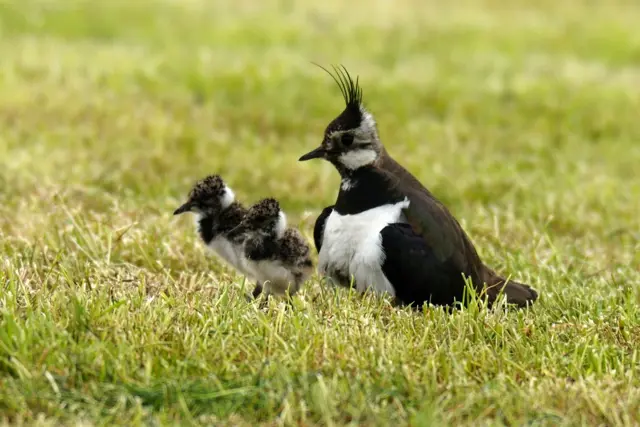 Weidevogels
