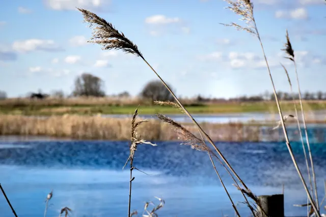 Vlijmens Ven water