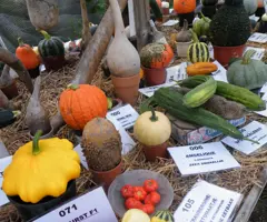 Pompoenkwekerij Sanders.png