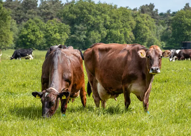 Boerderij De Annahoeve 4