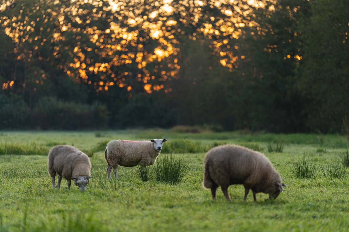 Schapen